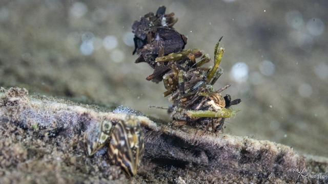Caddisfly under water with case of stems and leaves