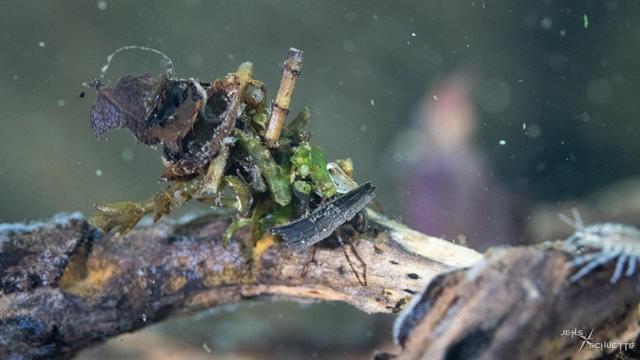 Caddisfly under water with case of stems and leaves
