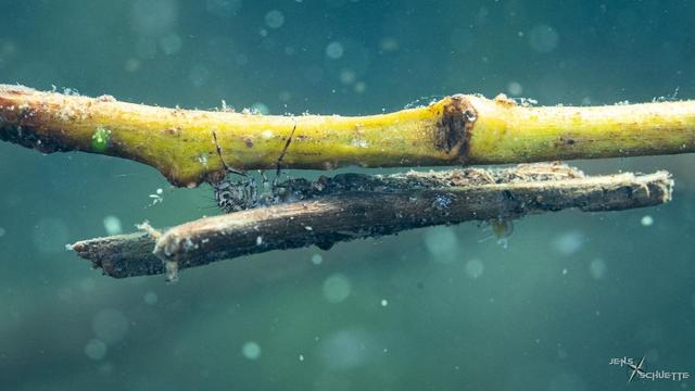 Caddisfly under water with a case made of reeds