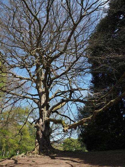 Naked tree in a park