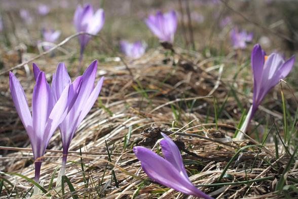 Crocus vernus (L.) Hill, Frühlings-Krokus
