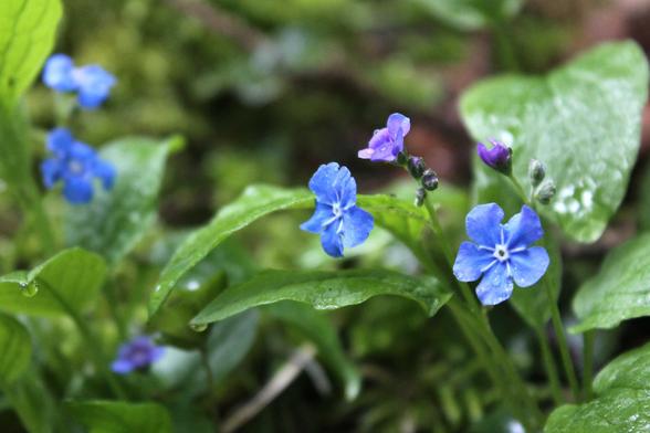 Omphalodes verna Moench, Grosses Vergissmeinnicht