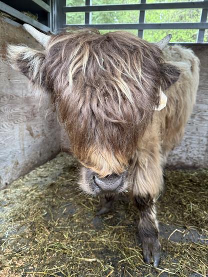 Highland cow in a cattle trailer. Cow eyes not visible but they must be under that fur somewhere!