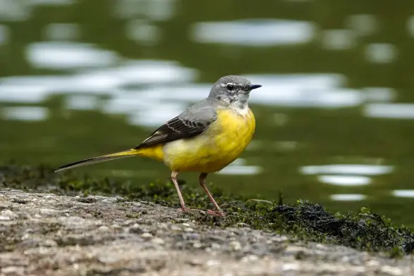 Grey wagtail on dam in river.