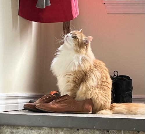 Gus the cat stands with his front paws in a pair of brown derby flats while staring at the ceiling. He looks determined.