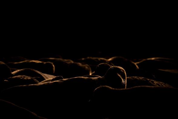 A group of Seals, very underexposed so you can mainly see their outlines