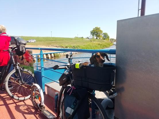 Wir überqueren die Elbe mit der Fähre Lenzen - Pevestorf. Effie sitzt im Körbchen des Tretrollers neigt leicht den Kopf. Der Roller lehnt an der Reling. Dahinter steht ein Fahrrad und am Ufer viele Autos, die auch auf die Fähre wollen (bzw. die Personen hinter dem Lenkrad wollen das).
In der Ferne ist der Grenzturm von Lenzen sichtbar.