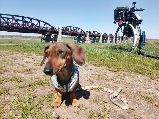 Effie posiert vor der alten Dömitzer Eisenbahnbrücke bei Langendorf. Schräg hinter ihr parkt der Roller. 
Die Brücke besteht aus mehreren Stahlbögen, die auf riesen steinernen Pfeilern ruhen. Die Brücke kann auf den ersten 6 Bögen betreten werden, um die Aussicht zu genießen. Es sind ein paar Menschen auf ihr.