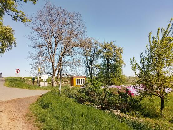 Blick auf den Elbdeich kurz vor der alten Eisenbahnbrücke. Rechts liegt ein schöner Bauerngarten mit bunten Blumen. Direkt am Deich weiden Schafe. Davor stehen diverse Hinweisschilder.