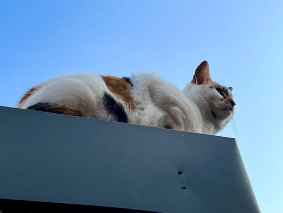 A photo looking up at my calico cat, who is sitting on the roof of my garden office, and is facing to the right. The sky is clear and blue.