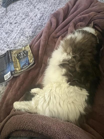A fluffy cat lays sleeping on a blanket next to a book, The Starless Sea.
