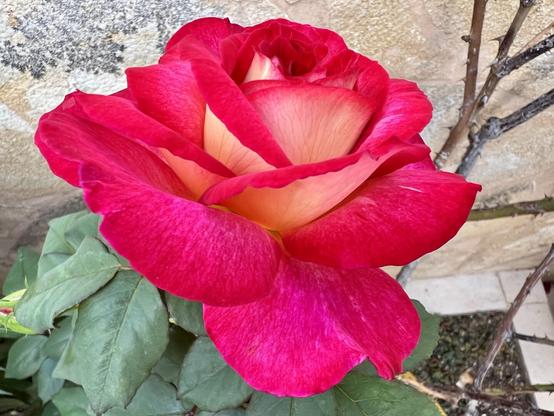 The terrace parterre that keeps on giving ... Red rose macro with stunning red and pink colours all around, petals of various forms and shapes rounding in nicely, in a nutshell, perfection. Beauty 🌹😍👍🏻