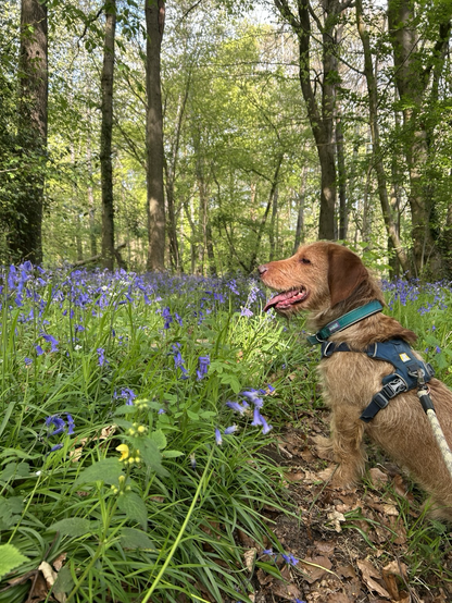 A Basset Fauve de Bretagne stands in the foreground surveying a beech wood carpeted with bluebells