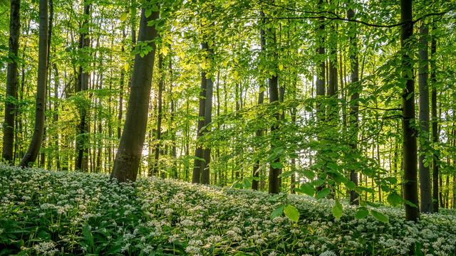 Bärlauchwald im Abendlicht
