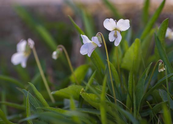 Closeup photograph of a white common blue violet with purple-blue veining atop a long green stem curved under its weight and surrounded by out of focus violets and green foliage. Violets have five petals in a zygomorphic arrangement with two teardrop petals above and behind three lower petals that form a cup or trumpet around the center with stigma styles circling and obscuring the entrance to the flower's interior.