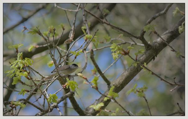 Ein kleiner grauer Vogel mit schwarzer Kappe sitzt auf einem Zweig inmitten frischer grüner Blätter, mit einem unscharfen Hintergrund aus blauem Himmel.

A small gray bird with a black cap sits on a branch amidst fresh green leaves, with a blurred background of blue sky.