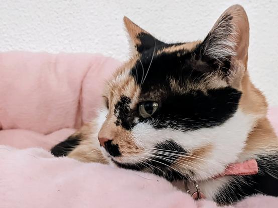 My unconditional companion, resting on her little pink throne.
Her soft tricolor fur and serene gaze fill our home with love and peace. Every spot on her little face tells a unique story, and every purr of hers makes it all worthwhile. My little piece of heaven on earth. 💖