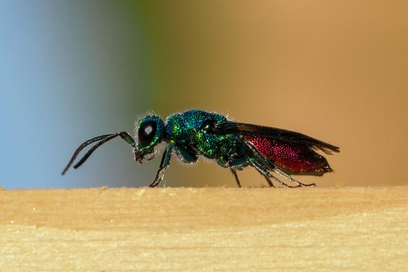 Das Bild zeigt eine Smaragd-Goldwespe (Chrysididae) aus der Nähe.  Die Wespe ist grün und rot schimmernd und sitzt auf einem hellen, hölzernen Untergrund. Der Hintergrund ist unscharf und zeigt einen Farbverlauf von Blau-Grün nach Beige.