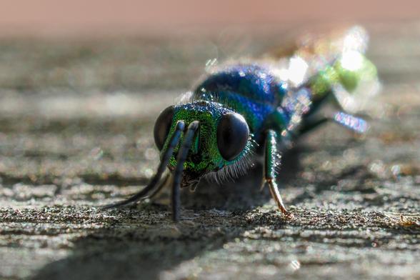 Das Bild zeigt eine Nahaufnahme einer metallisch grün-blauen Goldwespe, die auf einer rauen, grauen Oberfläche sitzt. Der Fokus liegt auf dem Kopf und dem Vorderkörper der Wespe, wobei ihre großen, dunklen Augen und ihre langen, dünnen Fühler deutlich sichtbar sind. Die Oberfläche, auf der die Wespe sitzt, scheint aus Holz oder einem ähnlichen Material zu bestehen. Die Farben sind kontrastreich und die Details der Wespe sind scharf, während der Hintergrund unscharf ist. Das Licht scheint von oben zu fallen, wodurch die metallischen Farben der Wespe betont werden.