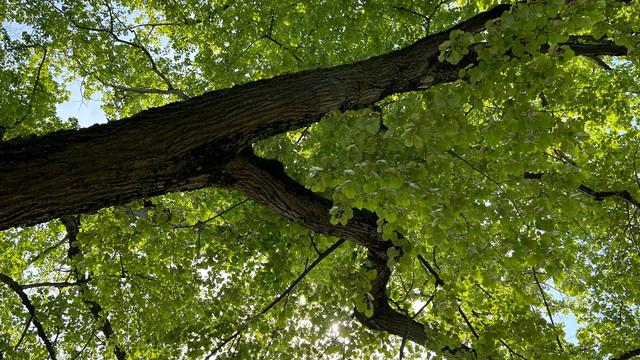 view of a tree canopy from beneath. thick branches & leaves provide shade from the glimmer of the sun in the bright blue sky.