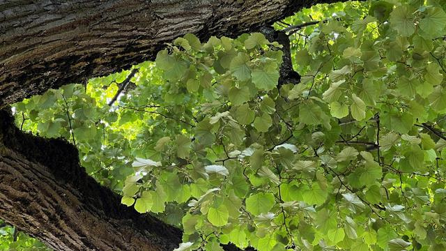 zoom view of a tree canopy. a field of green leaves and V nook of moss-covered bark.
