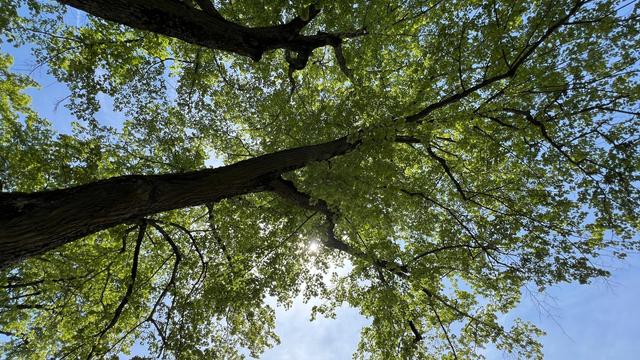 wide angle view of a tree canopy. the cover of green leaves protect from the glimmer of the sun in the bright blue sky.