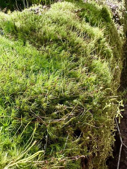 Moss grows thick and plush along a fallen tree, the thickest of fuzzy blankets. Lots of new sprouts stick out all over.