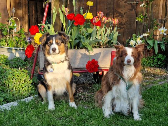 Zwei hüte Hunde mit ernstem Blick