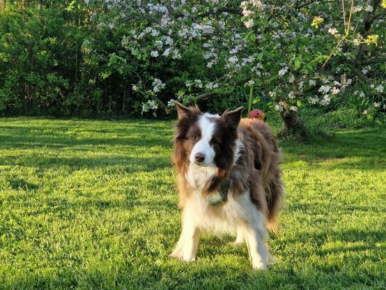 Bordercollie
