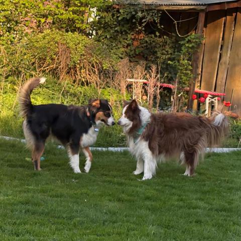 Zwei hüte Hunde