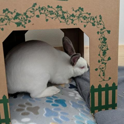 A white and brown rabbit chewing on the edge of a cardboard box