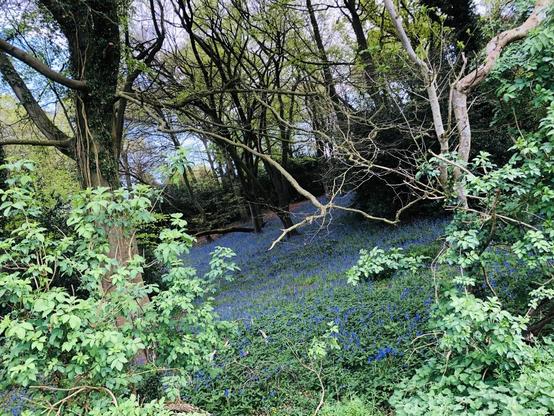 View of a clearing up a small hill in a woodland. A forest floor of bluebells flanked by foliage and trees of varying sizes and species. A patch of blue sky is visible through the trees, in the upper left corner of the photo.