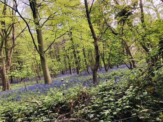 View over some lush greens to a forest floor of bluebells, with trees with young green leave interspersed throughout.