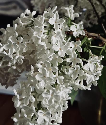 A close-up picture of a white lilac bloom.