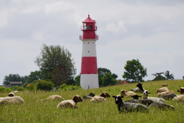 Leuchtturm mit ruhenden Schafen auf der Wiese im Vordergrund