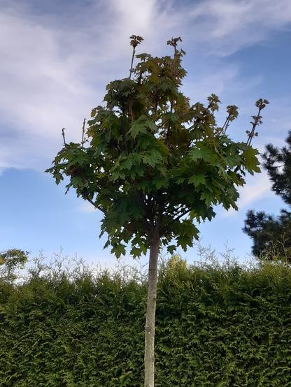 Krone eines Kugelahorns vor blauem Himmel mit Wölkchen