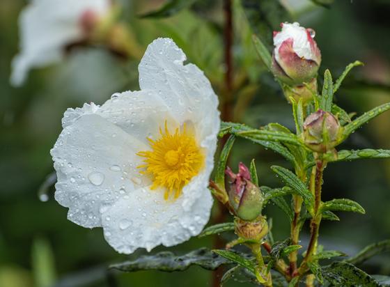 A close up of a rockrose flower, with some closed buds next to it.  The flower is white delicate petals, with bright yellow anthers and stamen in the center.  Rain drops sit on the white petals and the green leavers.  The closed buds have a red tip to the leaves.  Out of focus flowers, leaves and stems in the background.