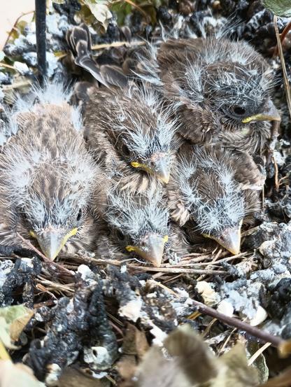 Close up of 5 baby birds. They are dark grey with white down, yellow around the mouth, big black eyes. They are in a nest made of grass. They are all facing the same direction, but are ignoring me, and not looking at the camera.