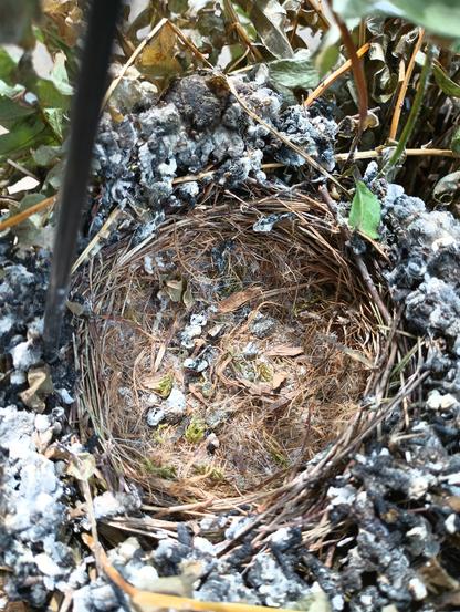 An empty bird nest surrounded by bird droppings.