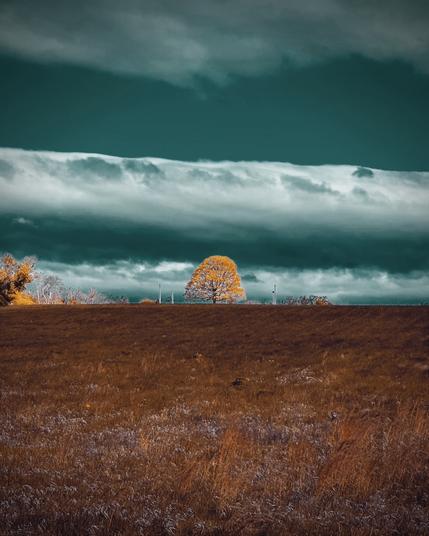 A lone tree in a bronze field against blue green dramatic sky