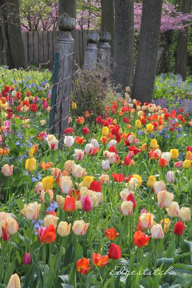 Vertical field of tulips, multi-colored: red white, yellow, orange, with Virginia bluebells mixed in. Faded wood posts with round tops and wire fencing, giving the garden a walled-off feeling. Tree trunks in the background and redbuds in bloom over the back fence.