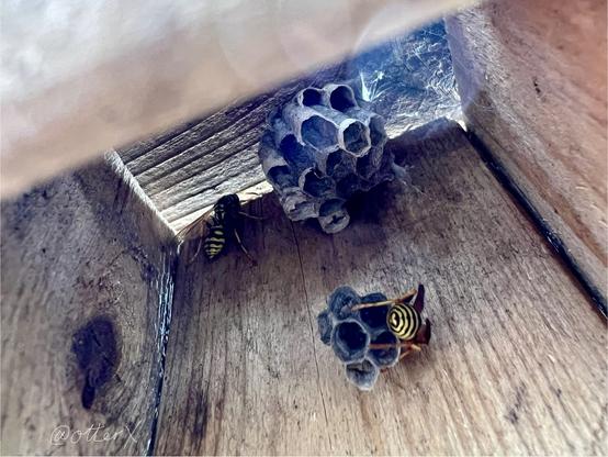 Inside of the wasp house, seen from the bottom opening. In addition to the original hive, they’ve started a new one on the side of the wooden box. A wasp is sleeping on it. Another wasp is sleeping on the top of the back wood panel. The light is leaking through the joints of the box at the top.