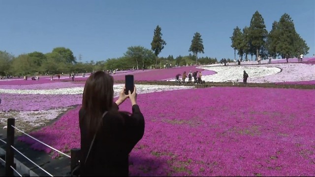 Carpet of colorful flowers in full bloom in Saitama park near Tokyo