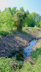 Petit ruisseau de campagne où la mauvaise coupe des arbres pour faire des trognes les a perdus