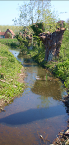 Autre vue du ruisseau avec d'autres trognes mal-en-point