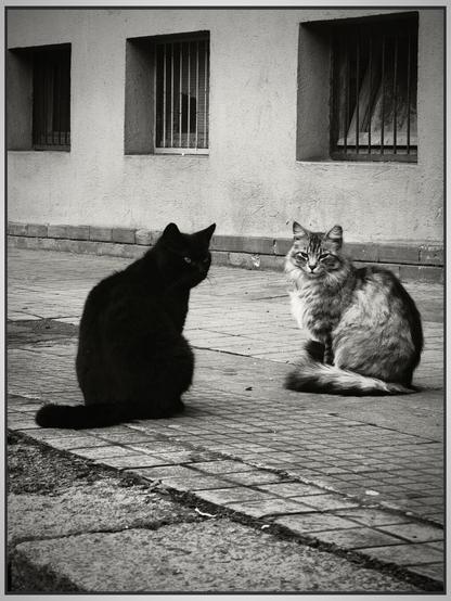 Fotografia in bianco e nero di una coppia di gatti randagi uno nero e uno grigio tigrato col petto chiaro su un marciapiede accanto alla parete di un palazzo con finestrelle con la grata a livello strada