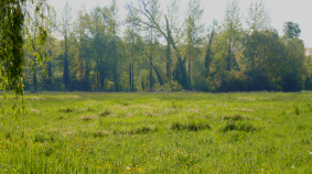 Prairie en bordure de chemin campagnard. Tout est vert et naturel