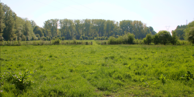 Prairie en bordure d'un chemin de campagne, avec un loin une haie puis au fond des arbres