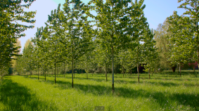 Plantation d'arbre au bord d'un chemin. L'ombre du soleil se dessine sur le sol