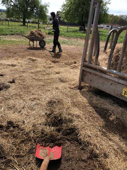 Eine Freundin mit voller Schubkarre auf dem Paddock am misten. Im Vordegrund die rott Schaufel meiner Schippe. Rechts ein Teil einer Heuraufe. Im Hintergrund Wiese mit zwei großen Obstbäumen.